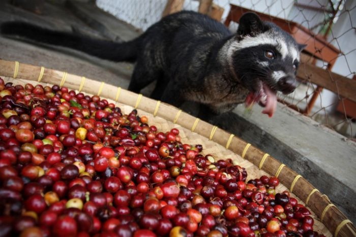 Top 10 Most Expensive Coffee in the World
