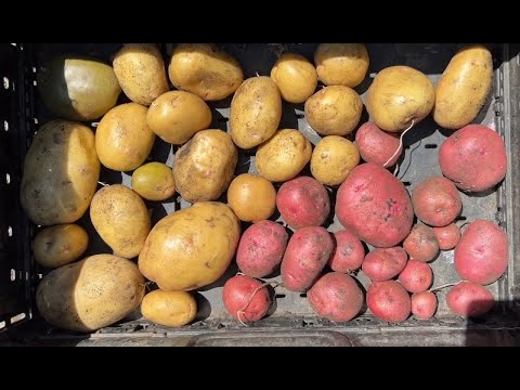 Treasure Hunt Harvesting Potatoes